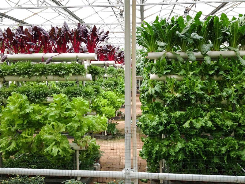 无土栽培育苗苗床温室自动化