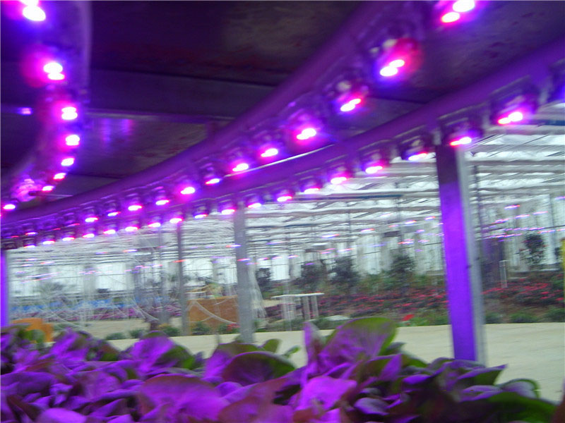 LED植物生长灯带